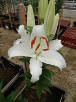 [4367 Nobel GA No02.JPG]